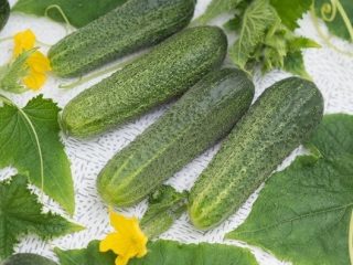 Cucumber Ladies' Man F1