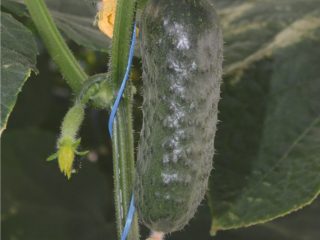 Cetriolo Madrilene: caratteristiche e descrizione della varietà