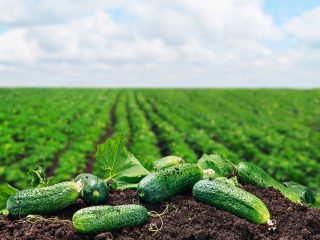 Cucumbers Lukhovitsky F1: reviews, description