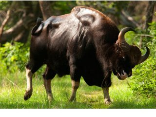 Buļļa gaurs