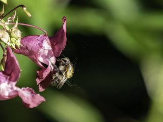 Kā bites vāc ziedputekšņus