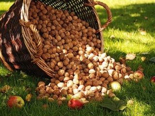 Kaip užsiauginti graikinį riešutą