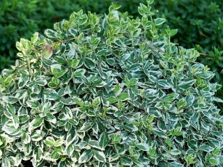 Euonymus: kuva ja kuvaus pensaasta