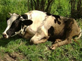 Liellopu acidoze: kas tas ir, ārstēšana