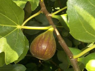 Figs Brunsviks: šķirnes apraksts