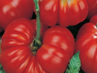 Tomato Female share F1: vlastnosti a popis odrody