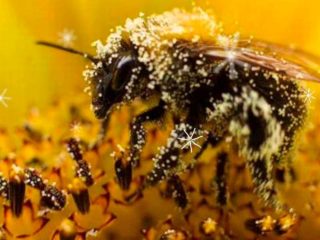 Bi pollen: gavnlige egenskaber og anvendelse