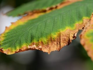 Hasselpähkinäsairaudet