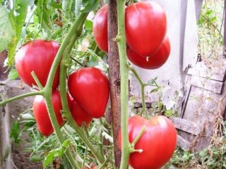 Tomato Miracle of Walford: ulasan, foto, hasil