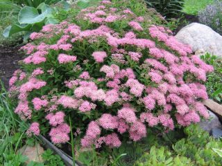 Spirea: veidi un šķirnes, fotogrāfijas, apraksts