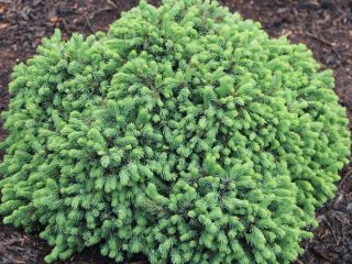Descrizione di Ehiniformis mangiato