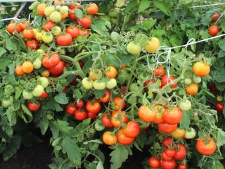 Tomato Irina F1: ulasan, foto, hasil