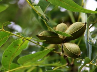 Kacang kacang: foto dan keterangan