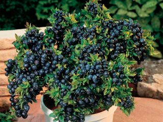 Pokok blueberry: penanaman, foto