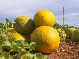 Melon Gulyabi: foto og beskrivelse