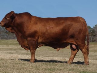 Bull inseminator: fotos og udvælgelsesregler
