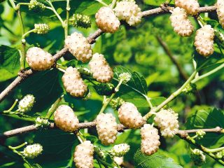 Mulberry putih