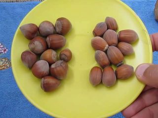 Hasselpähkinäpuu