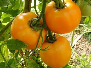 Tomato Amber: ciri dan keterangan mengenai pelbagai