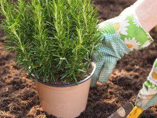 Rosmarin: planting og stell i det åpne feltet og i drivhuset