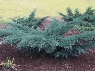 Juniper Virginia Grey Oul: descrizione
