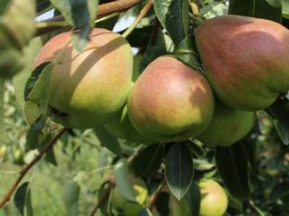 Pear Quiet Don: คำอธิบายของความหลากหลาย