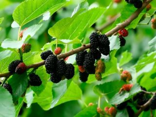 Penerangan mengenai pelbagai mulberry Black Baroness