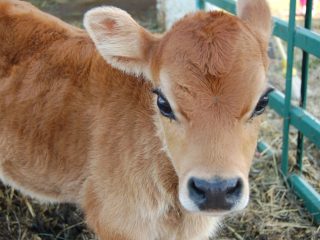 Liellopu vitamīnu trūkums