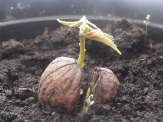 Kā pavairot valriekstu