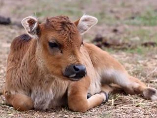 Anaplasmosis pada lembu