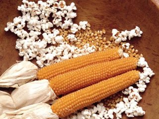 Popcorn-maissilajikkeet