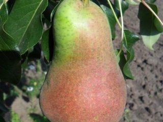 Bumbieru krievu skaistums: apraksts, foto, atsauksmes