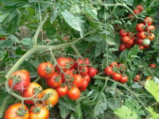 Agroteknik tomato Shasta F1
