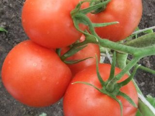 Tomato Early 83: ulasan dan foto mereka yang menanam