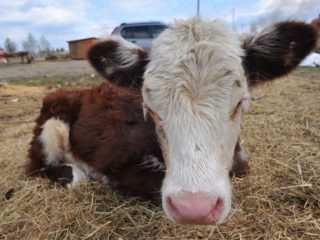 Liellopu piroplazmoze