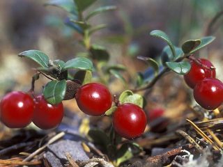 Taman Lingonberry: penanaman dan penjagaan