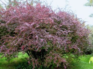 Parastā bārbele (Berberis vulgaris) fotogrāfija un apraksts