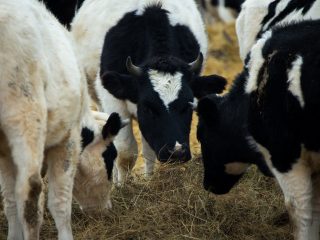Ikatan lembu
