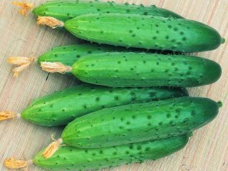 Huhtikuun kurkut: arvostelut, valokuvat, kuvaus