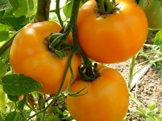 Tomato Amber honey: ulasan, foto, hasil