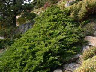 Kadagių kazokas Tamariscifolia