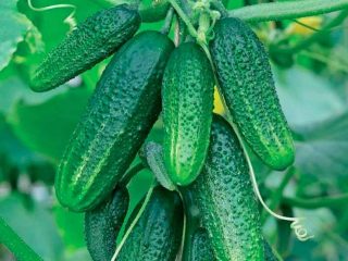 Cucumber Monolith F1: คำอธิบาย + รูปถ่าย