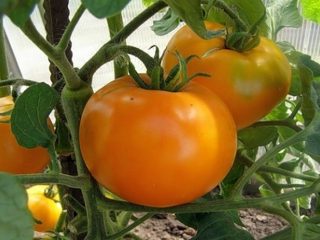 Altaja apelsīnu tomāts: šķirnes apraksts un īpašības