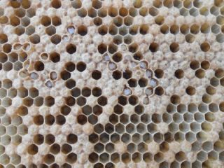 Ascospherosis ของผึ้ง: วิธีการและสิ่งที่ต้องรักษา