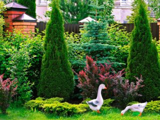 Thuja eller enbär: vilket är bättre