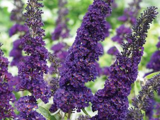 Buddleya David Black Knight: menanam dan meninggalkan