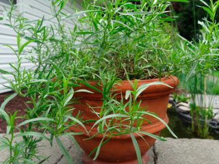 Tumbuh tarragon (tarragon) dari biji