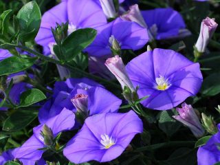 Ipomoea purpursarkanais Zvaigžņu valsis (maisījums), Paradīzes zvaigznes