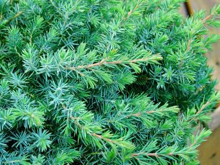 Juniper conferta (costiera)