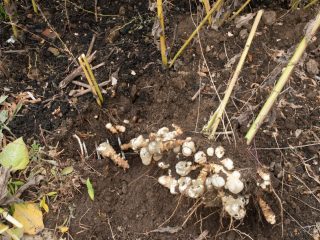 Sådan plantes jordskokker om efteråret